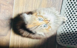 Scottish Fold cats for sale: Scotich fold long hair  - Image 15
