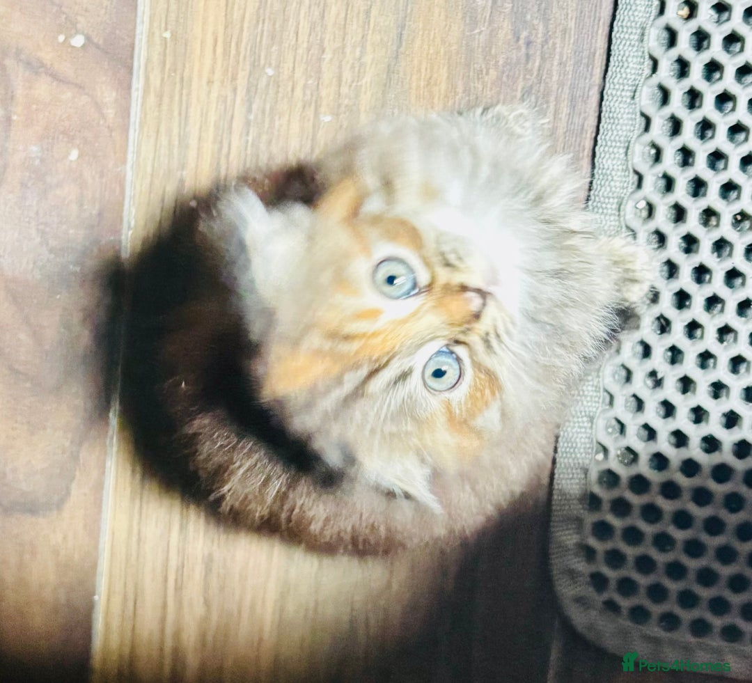 Scottish Fold cats for sale: Scotich fold long hair  - Image 15
