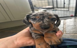 Dachshund dogs for sale: Miniature Dachsund Puppies  - Image 1