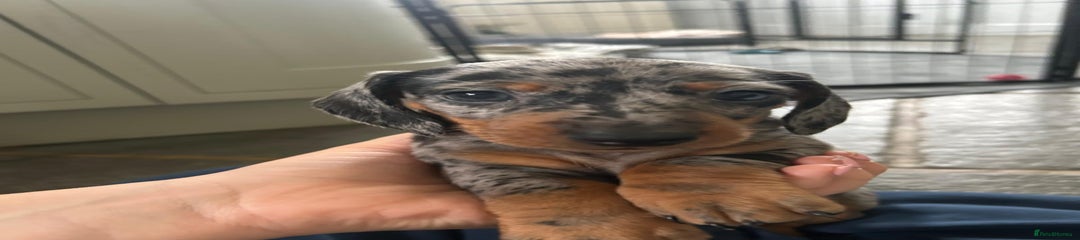 Dachshund Puppy 1