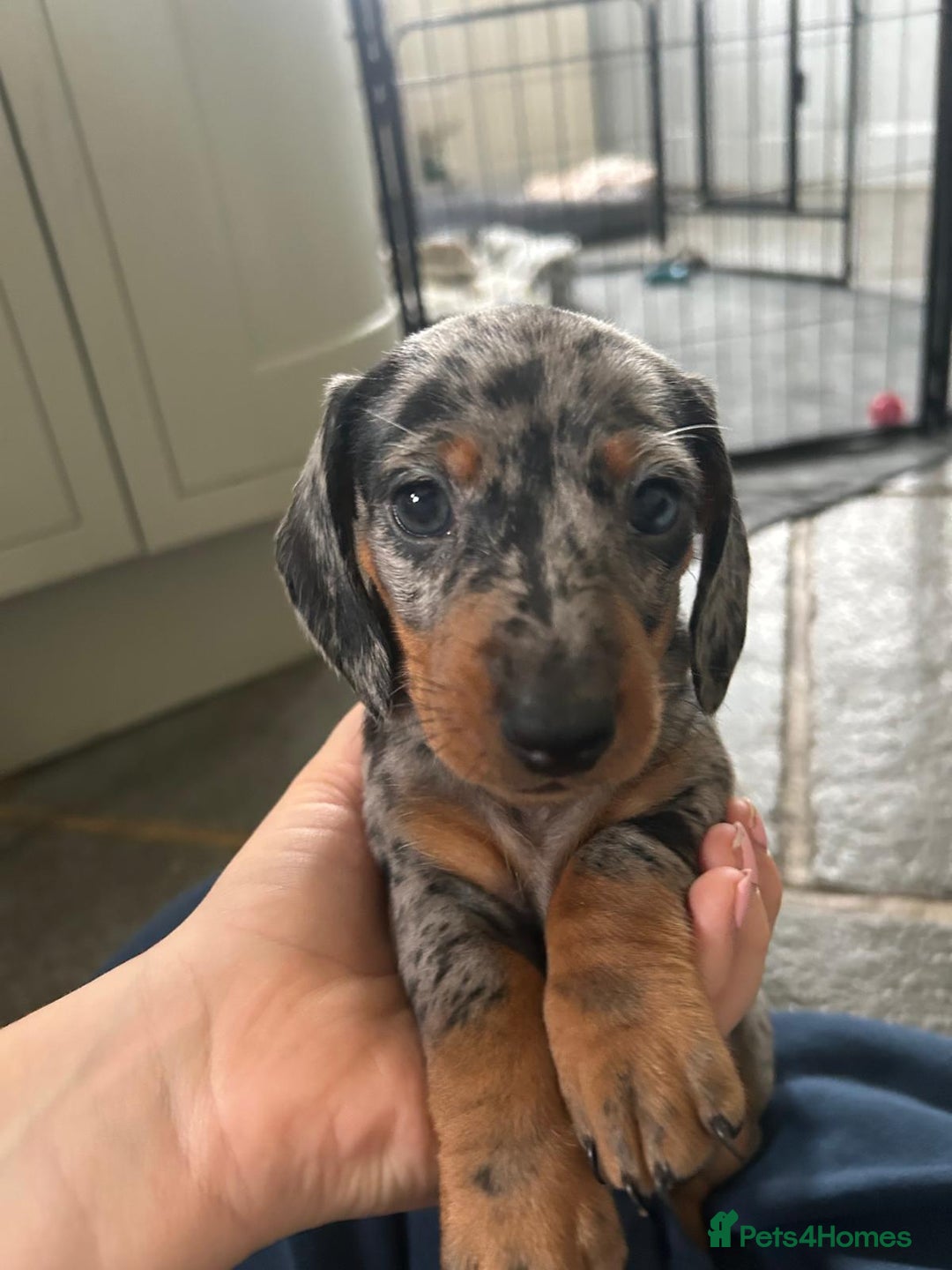 Dachshund dogs for sale: Miniature Dachsund Puppies  - Image 1