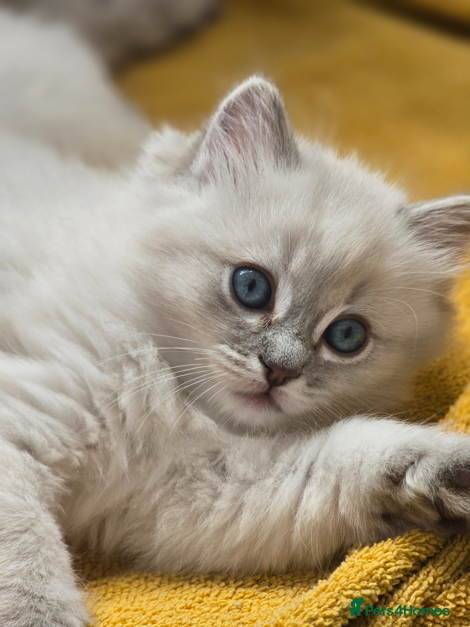 Ragdoll cats Stunning european girl remaining  - Advert 10