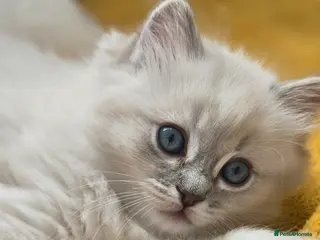 Ragdoll cats Stunning european girl remaining - Advert 1