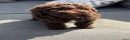 Cockapoo dogs for sale: Beautiful cockerpoos - Advert 14