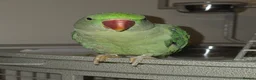Parrots birds for sale: Alexandrine Parrot 6 months old - Advert 2