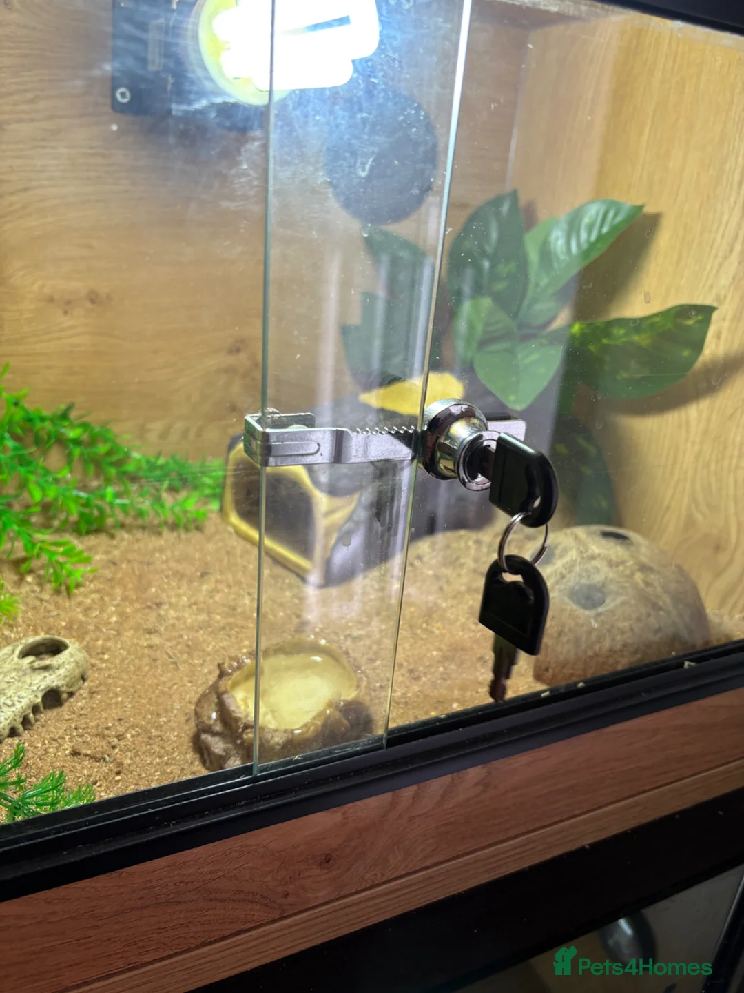 Leopard Gecko reptiles for sale: Leopard gecko in Letchworth Garden City - Advert 2