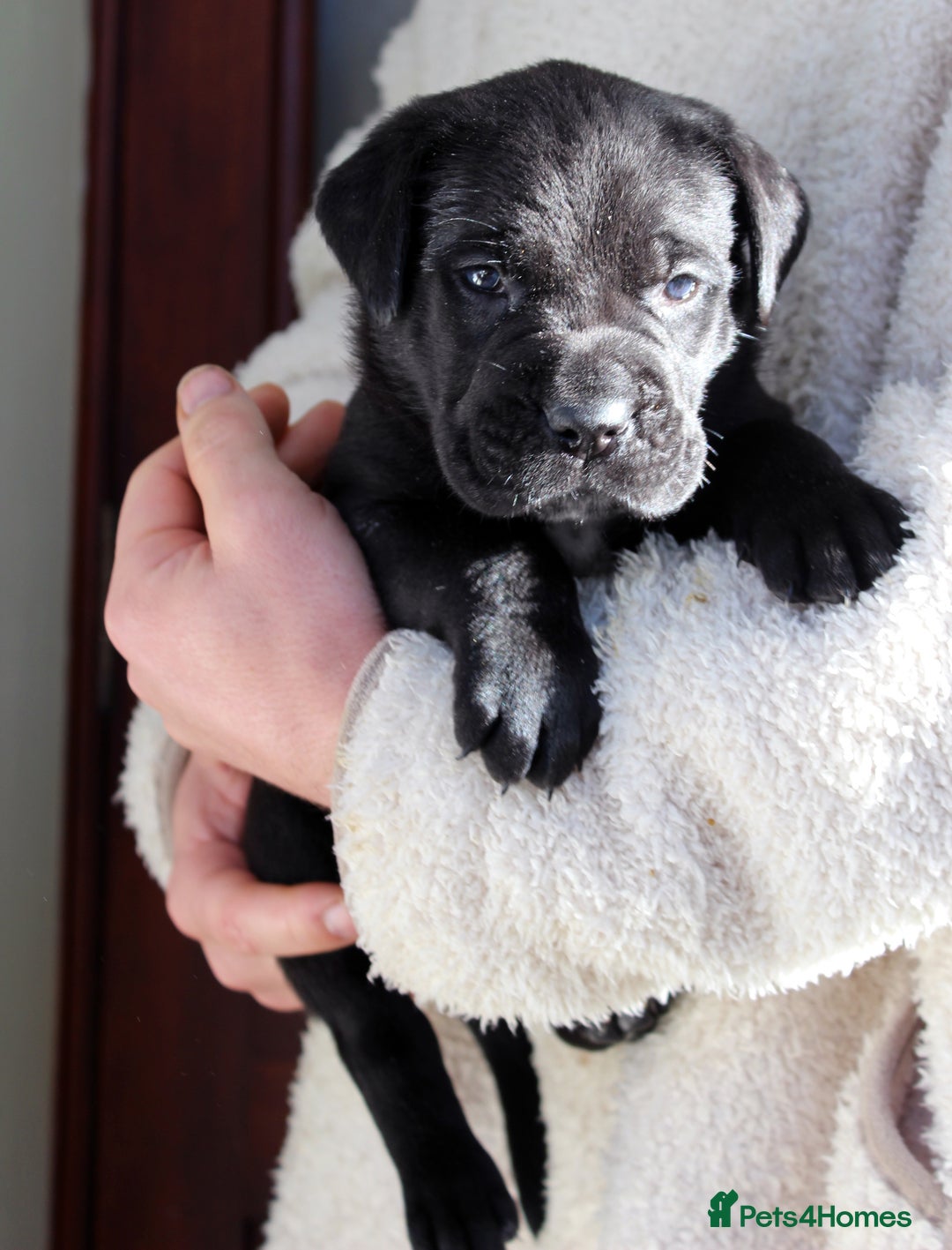 Cane Corso dogs for sale: Cane Corso Puppies from Exceptional Bloodlines, - Advert 17