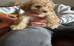 Cockapoo dogs for sale: Reduced F3 Cockapoo READY to leave 21st July  - Image 7