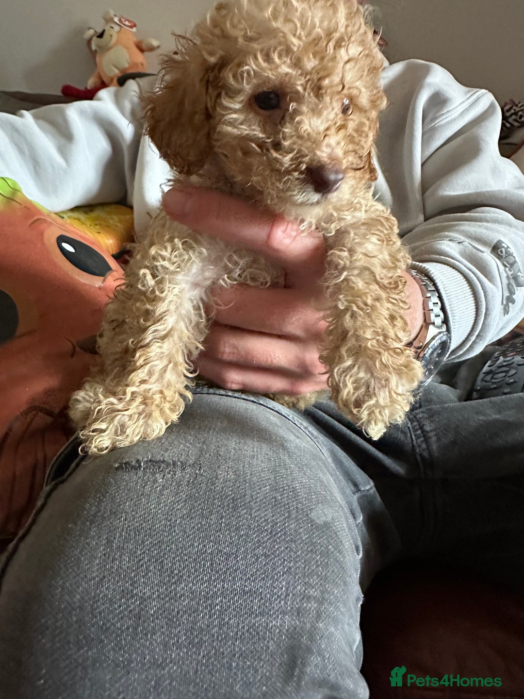 Cockapoo dogs for sale: Reduced F3 Cockapoo READY to leave 21st July  - Image 7