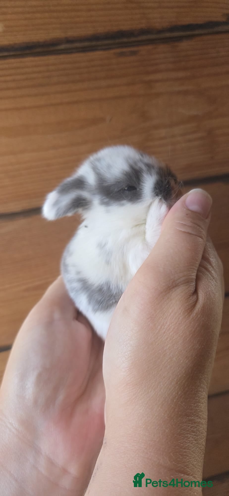 Mini Lop rabbits Mini Lops  - Advert 2