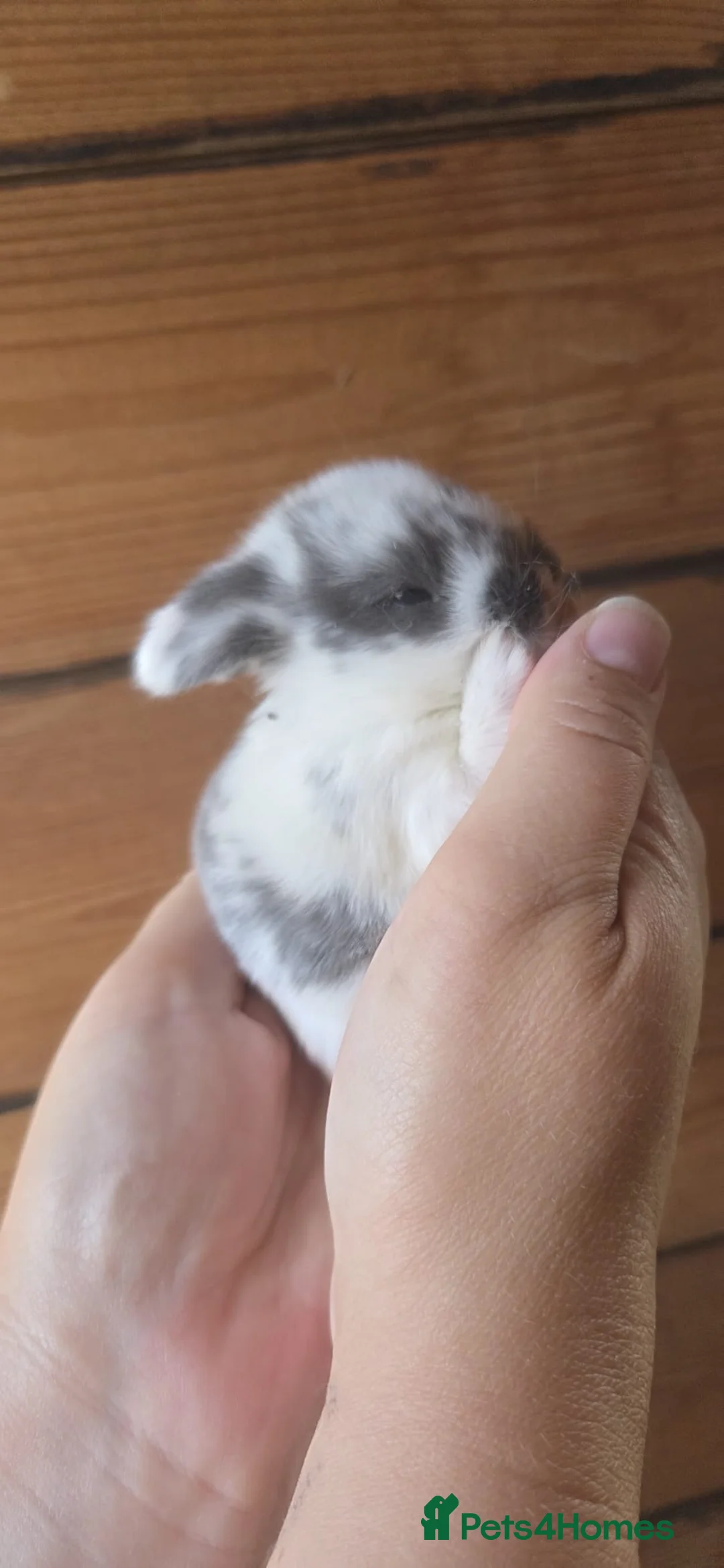 Mini Lop rabbits for sale: Mini Lops  - Advert 2