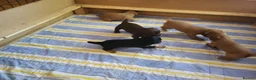 Cocker Spaniel dogs for sale: Working Cocker Puppies - Advert 3