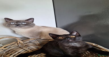 British Shorthair cats - Advert 8