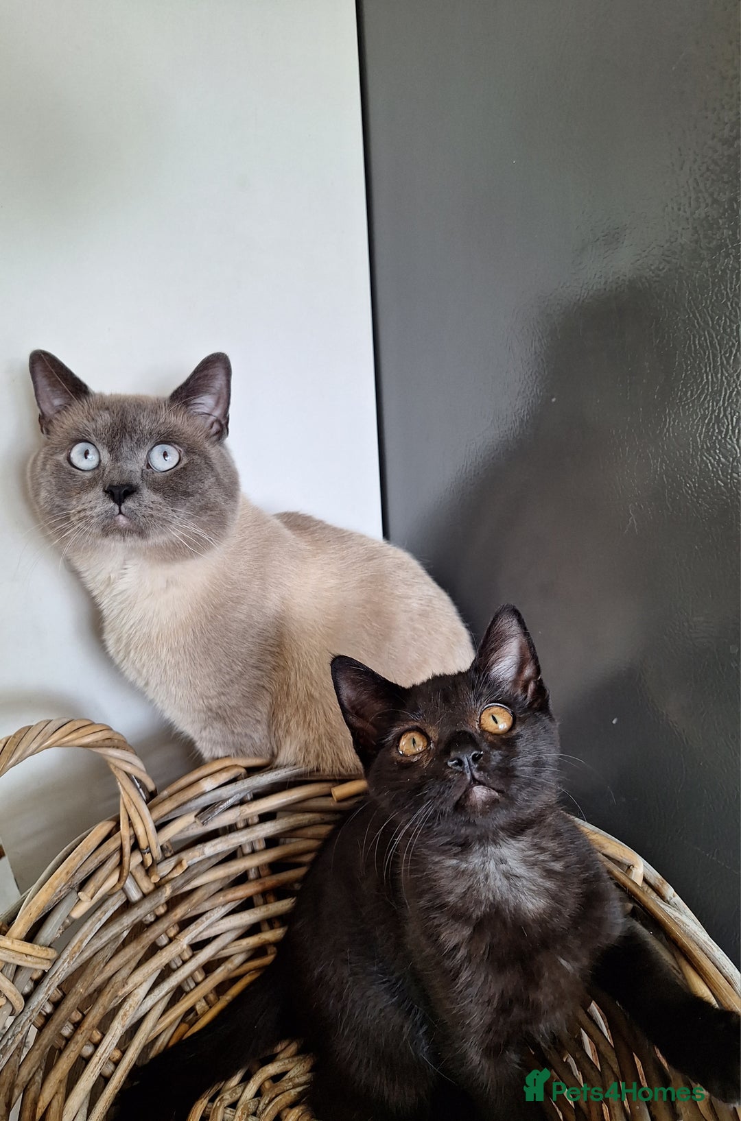British Shorthair cats for sale: 😻🤎CHOCOLATE BSH boy and girl, LONDON, READY NOW! - Image 3