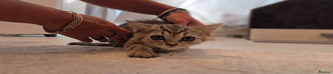 Scottish Fold Kitten