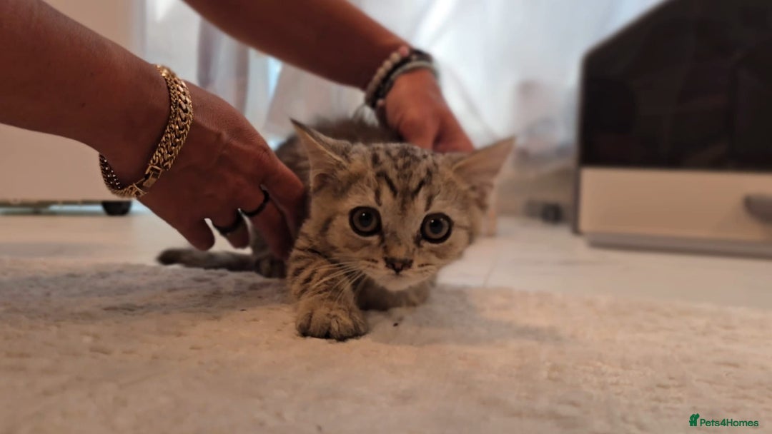 Scottish Fold cats for sale: Scottish fold kittens (price down due to holiday) - Image 14