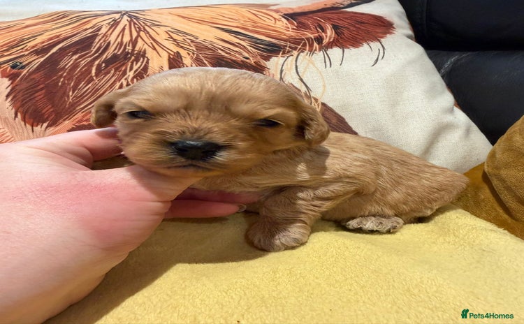Cavapoo dogs Cavapoo F1 one dark golden girl available  - Advert 16