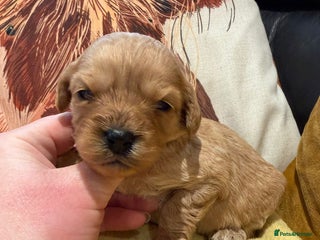 Cavapoo dogs Cavapoo F1 one dark golden girl available - Advert 10