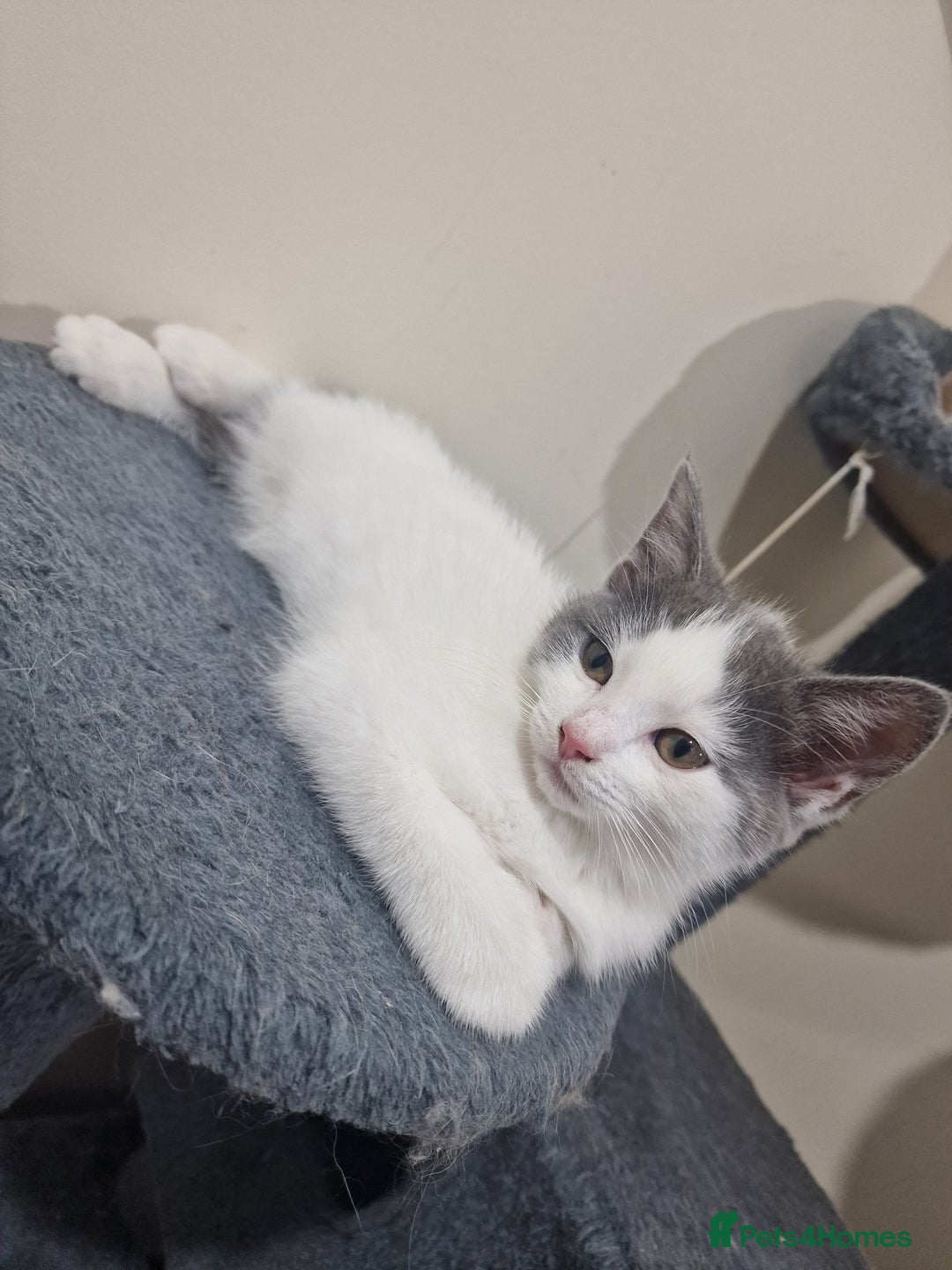 Mixed Breed cats for sale: 1 male kitty - Image 6