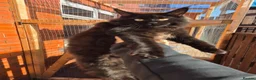 Maine Coon cats for sale: Maincoon in Blackburn - Advert 4