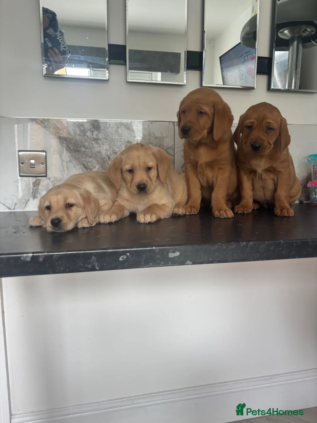 Labrador Retriever dogs for sale: (Fox red)Pure pedigree Labrador puppies - Advert 2
