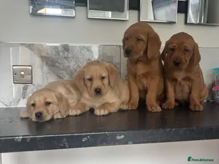 Labrador Retriever dogs (Fox red)Pure pedigree Labrador puppies - Advert 3