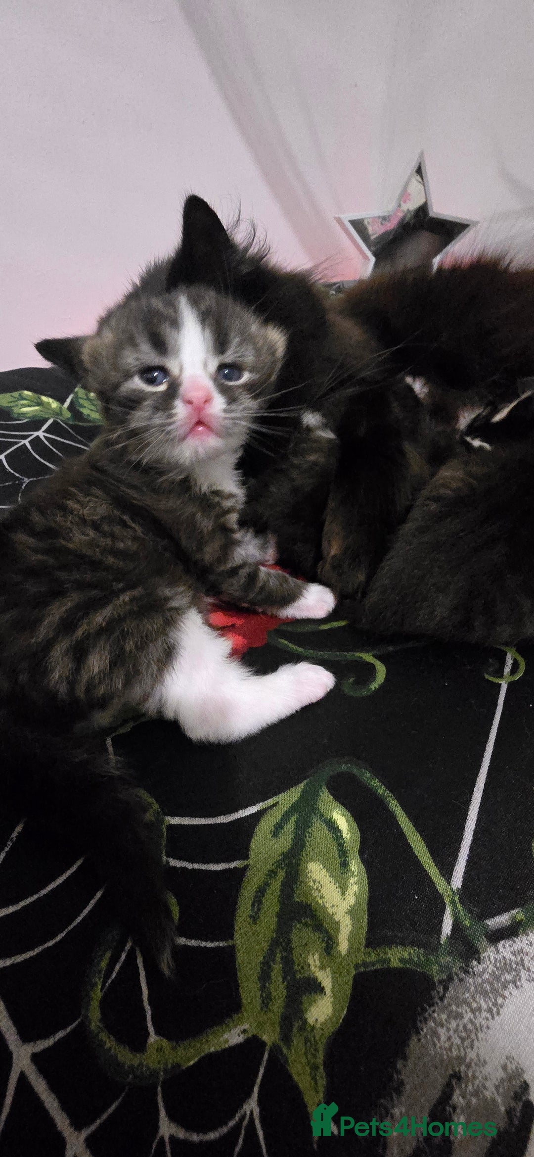 Norwegian Forest Cat cats for sale: Norweigan chubby 3 kittens - Advert 4