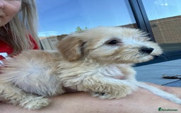 Cockapoo dogs for sale: Our baby cockapoos 🥰 - Image 15