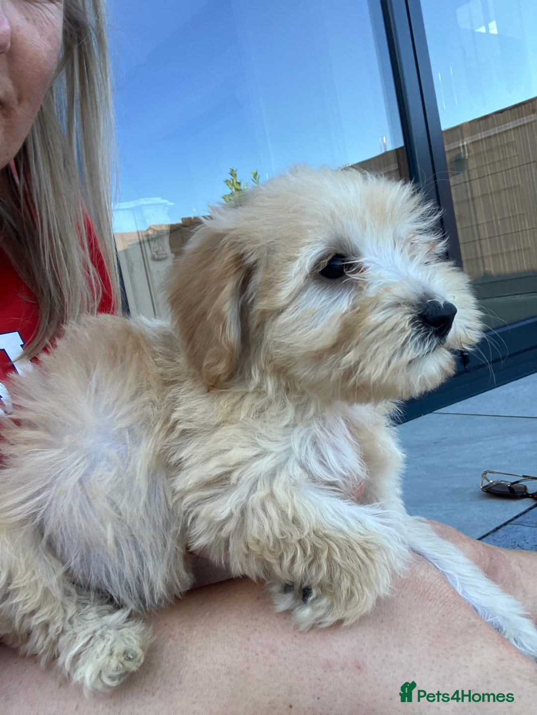 Cockapoo dogs for sale: Our baby cockapoos 🥰 - Image 15