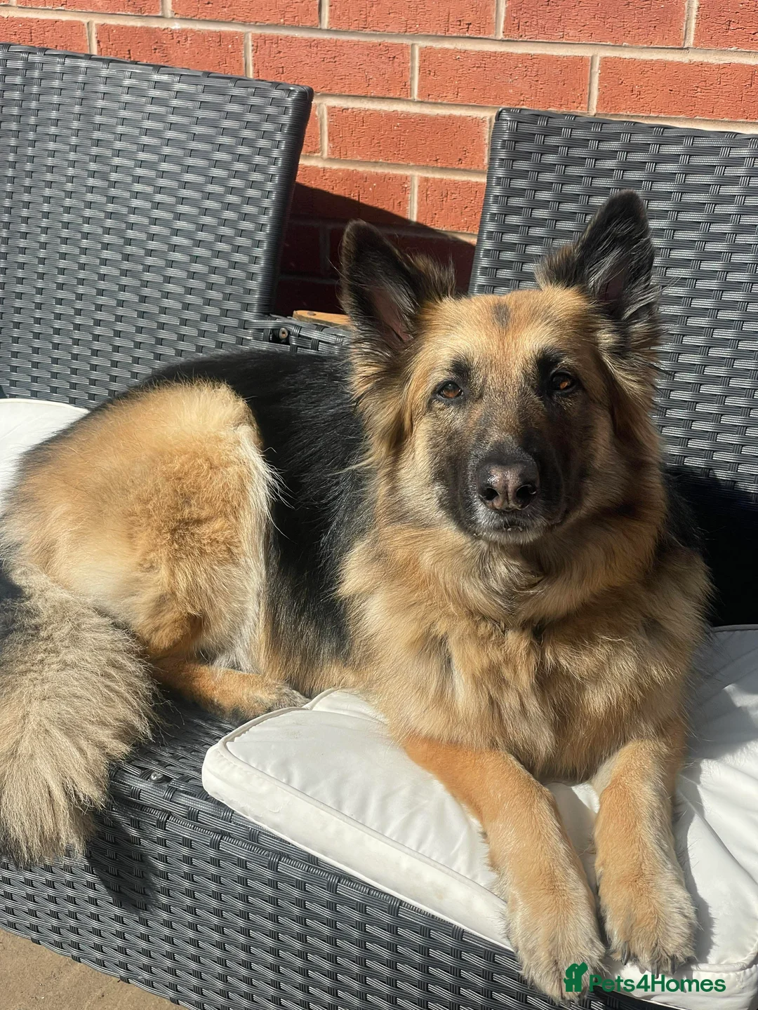 German Shepherd dogs for sale: Home Wanted for Mia  - Advert 2