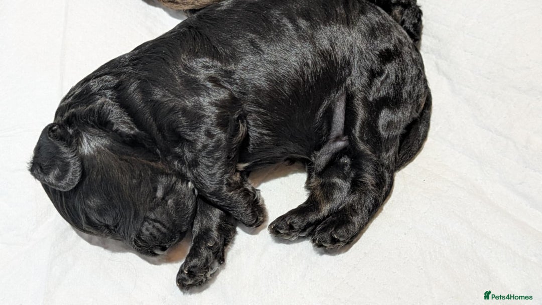 Cockapoo dogs for sale: 5 cockapoo puppys - Image 11