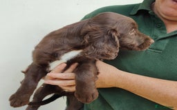 Sprocker dogs for sale: Lovely sprocker girl  - Image 6
