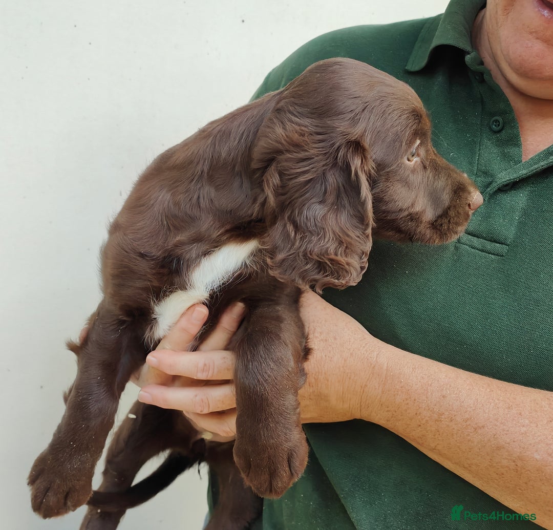 Sprocker dogs for sale: Lovely sprocker girl  - Image 6