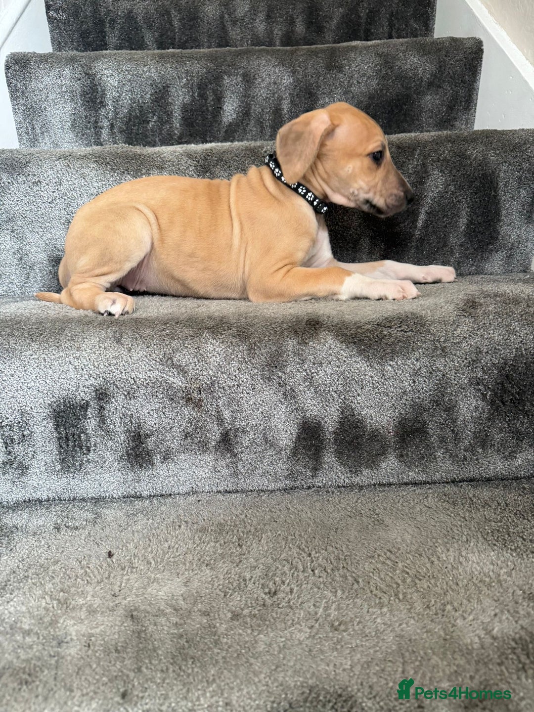 Mixed Breed dogs for sale: Lurcher puppies  - Image 5