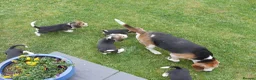 Beagle dogs for sale: Quality Health Tested Beagle Puppies - Advert 18