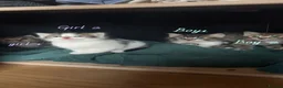 Mixed Breed cats for sale: Mixed breed tabby kittens  in Smethwick - Advert 4