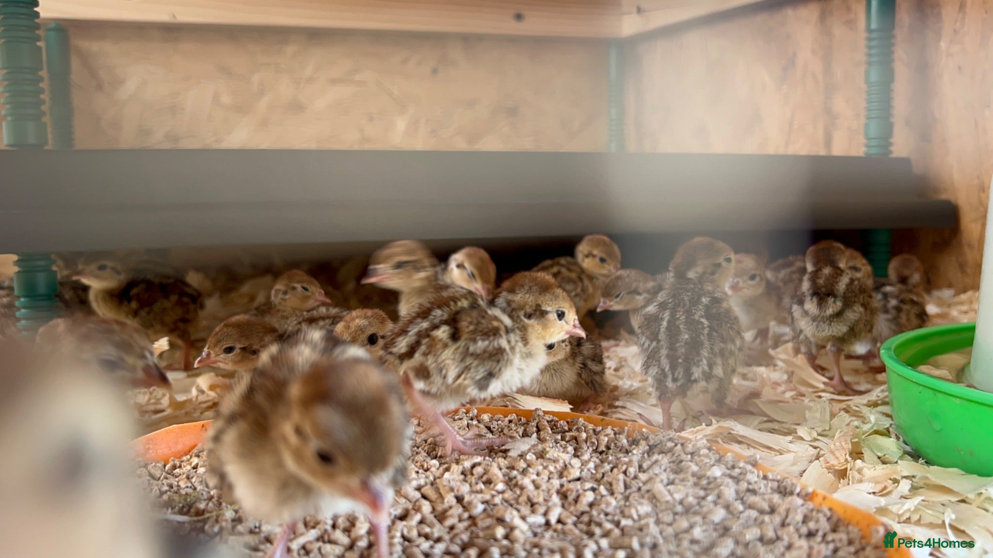 Patridge poultry Red Legged Partridge - Advert 1