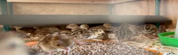Patridge poultry for sale: Red Legged Partridge - Advert 1