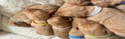Hungarian Vizsla dogs for sale: KC Registered Hungarian Viszla litter  - Advert 11