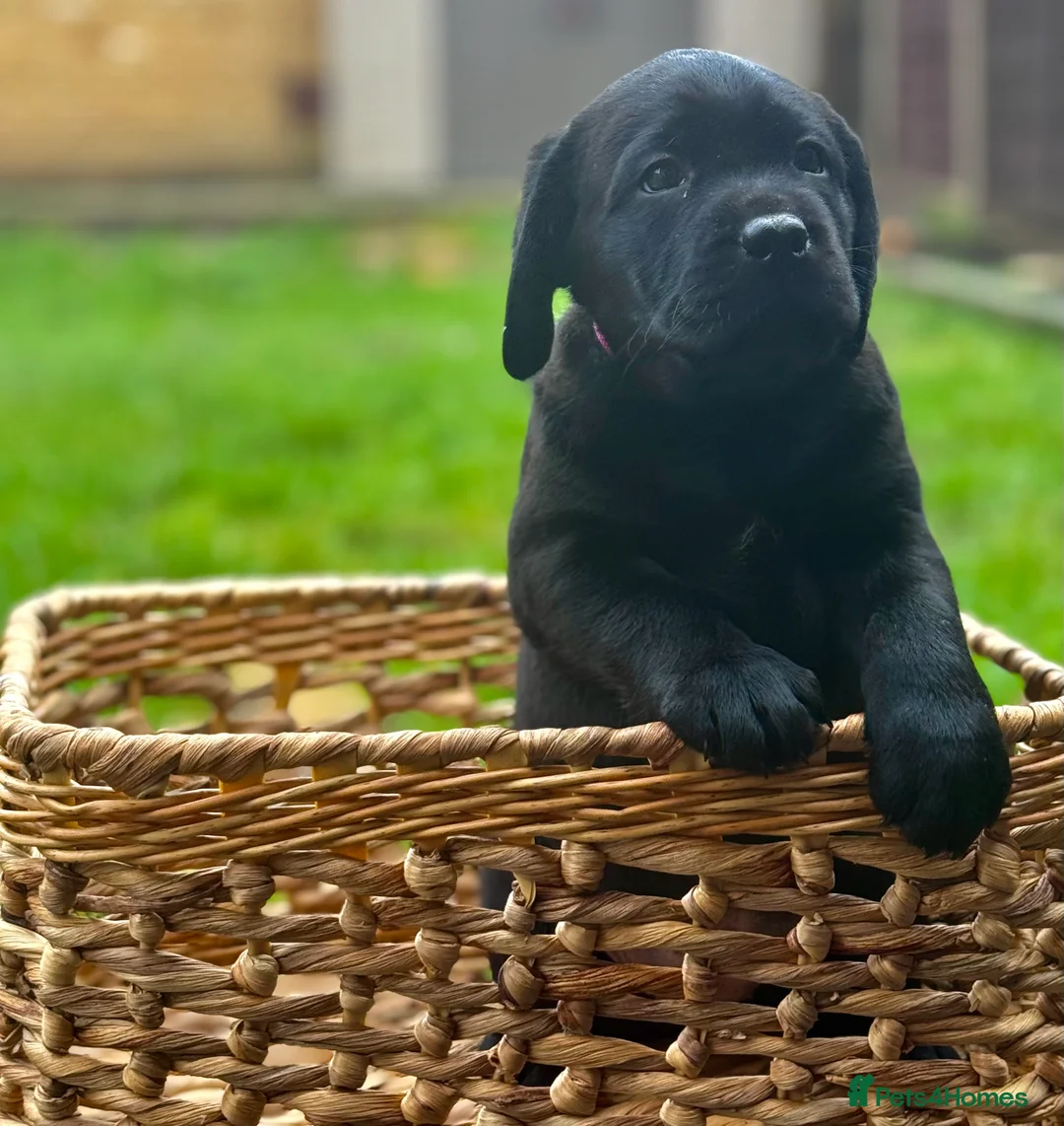 Labrador Retriever dogs for sale:  ✨ KC Registered Labrador Retriever Puppies   - Advert 18