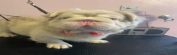 French Bulldog dogs for stud: Quality fluffy French Bulldog for stud  - Advert 3
