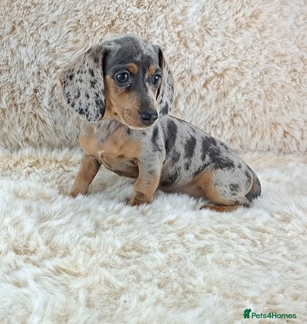 Miniature Dachshund dogs KC Registered Miniature Dachshund Puppies  - Advert 1