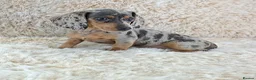 Miniature Dachshund dogs for sale: KC Registered Miniature Dachshund Puppies  - Advert 15
