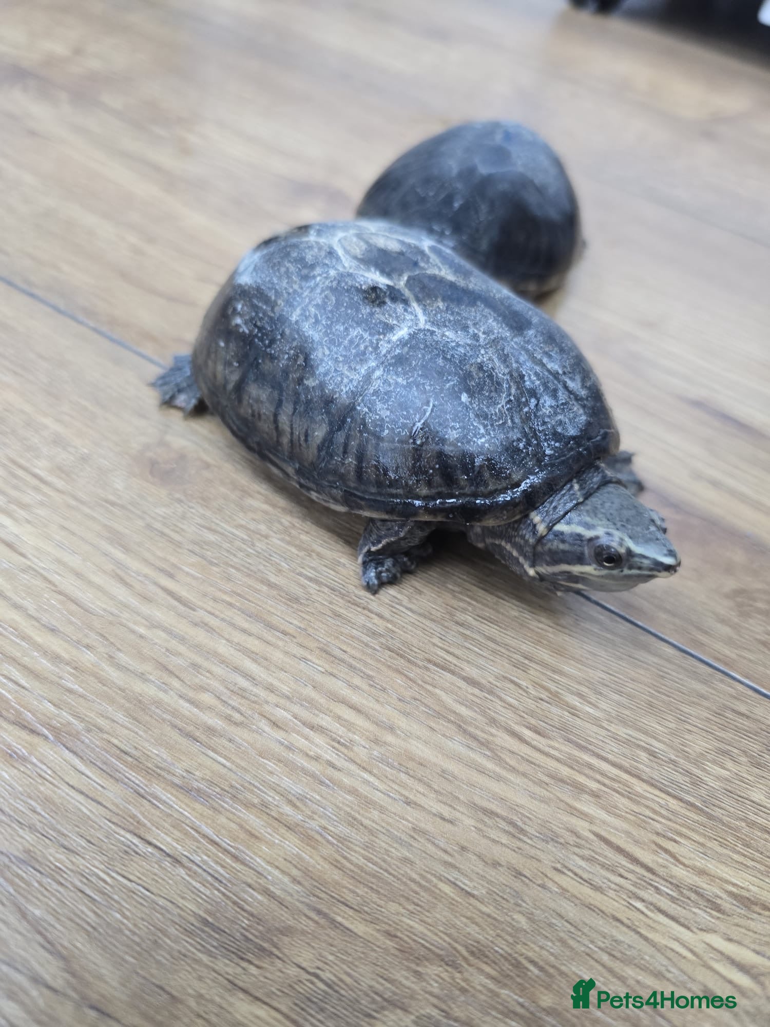 Turtle reptiles Turtles - Musk Turtles URGENT  - Advert 1