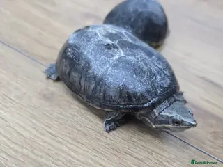 Turtle reptiles Turtles - Musk Turtles URGENT - Advert 10