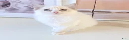 Ragdoll cats for sale: INDOOR GCCF REG CHOCOLATE LILAC RAGDOLL KITTENS - Advert 16