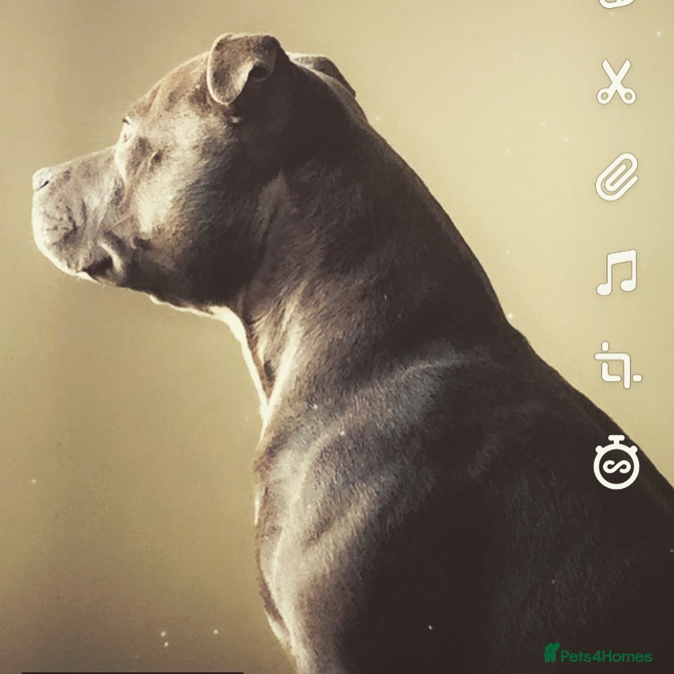 Staffordshire Bull Terrier dogs Blue Staffordshire bull terrier  - Advert 1