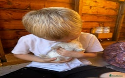 French Lop rabbits for sale: 🩵Stunning litter pure bred blue eye French lops🩵 - Image 6
