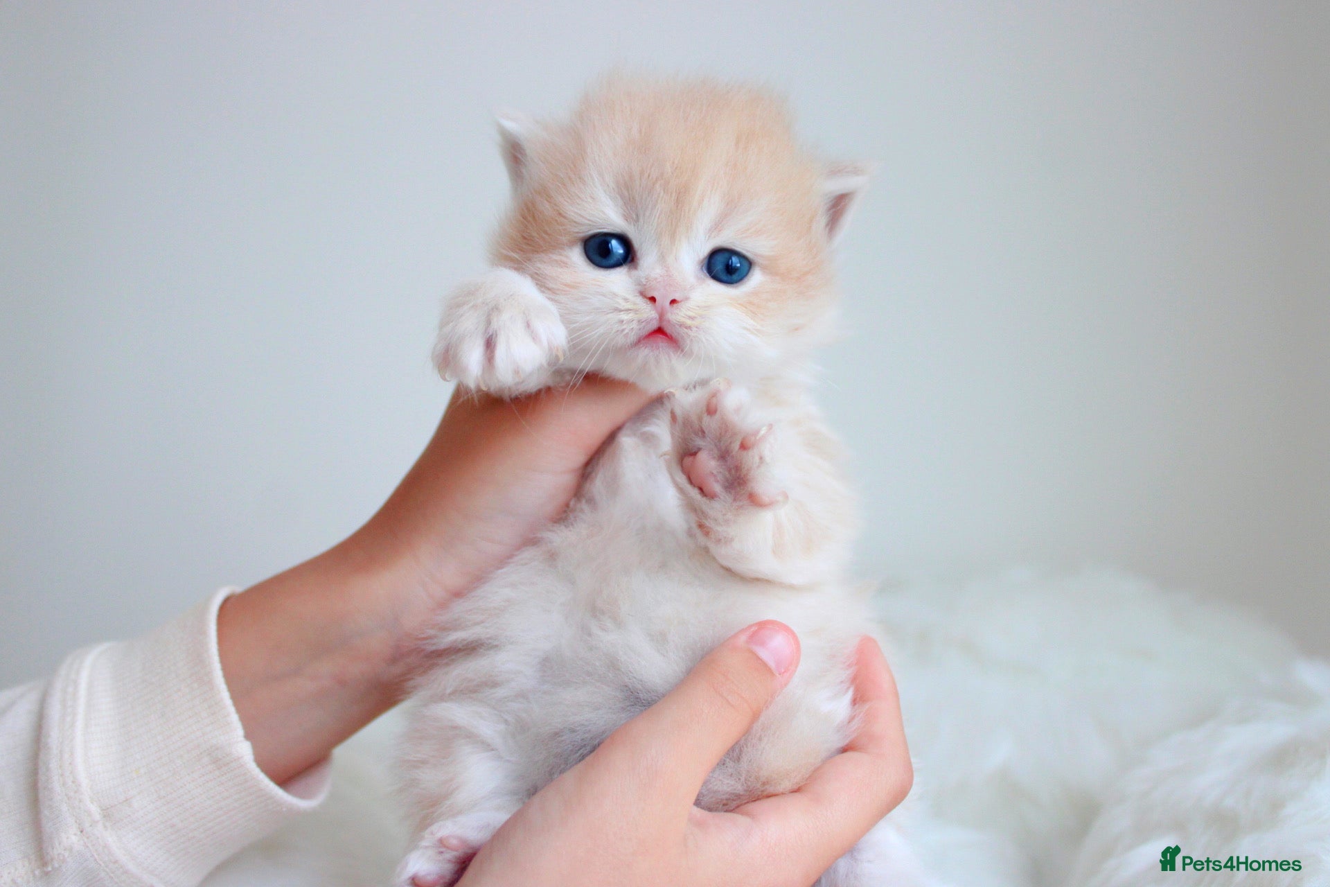 British Shorthair cats Lilac Chinchilla Longhair Boy  - Advert 3