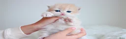 British Shorthair cats for sale: Lilac Chinchilla Longhair Boy  - Advert 1